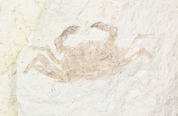 Fossil Pea Crab (Pinnixa) From California - Miocene #42935